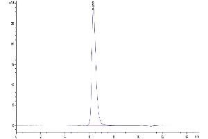 The purity of Biotinylated Human 4-1BB is greater than 95 % as determined by SEC-HPLC. (CD137 Protein (AA 24-186) (Fc-Avi Tag,Biotin))