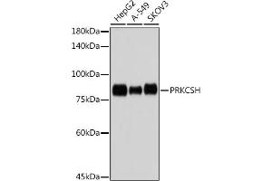 Western blot analysis of extracts of various cell lines, using PRKCSH antibody (ABIN7269628) at 1:1000 dilution. (PRKCSH antibody)