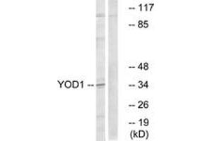Western Blotting (WB) image for anti-Ubiquitin Thioesterase OTU1 (YOD1) (AA 116-165) antibody (ABIN2890677) (YOD1 antibody  (AA 116-165))