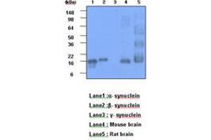 Image no. 1 for anti-Alpha, beta Synuclein (AA 119-140) antibody (ABIN6245730) (Alpha, beta Synuclein (AA 119-140) antibody)