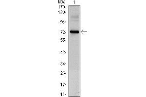 Western blot analysis using CLOCK mouse mAb against CLOCK-hIgGFc transfected HEK293 cell lysate. (CLOCK antibody)