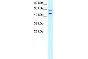 DKFZP761C169 antibody used at 0.