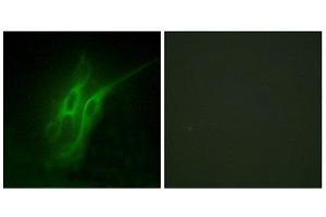 Immunofluorescence (IF) image for anti-Serotonin Receptor 4 (HTR4) (N-Term) antibody (ABIN1850161) (Serotonin Receptor 4 antibody  (N-Term))