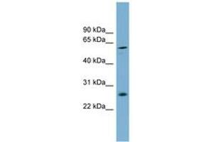 Image no. 1 for anti-Basic, Immunoglobulin-Like Variable Motif Containing (BIVM) (AA 287-336) antibody (ABIN6745133) (BIVM antibody  (AA 287-336))