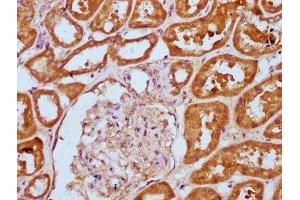 IHC image of ABIN7156159 diluted at 1:300 and staining in paraffin-embedded human kidney tissue performed on a Leica BondTM system. (PLCL1 antibody  (AA 1-108))