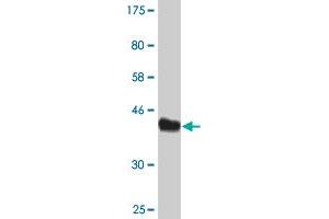 Western Blot detection against Immunogen (44. (AGR2 antibody  (AA 1-175))