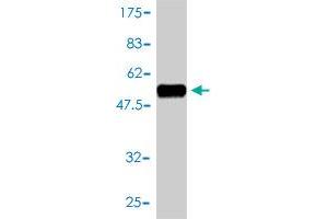 Western Blotting (WB) image for anti-CD58 (CD58) (AA 1-240) antibody (ABIN560255)