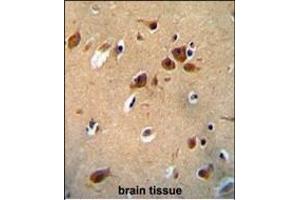 PKHG1 Antibody (C-term) (ABIN654752 and ABIN2844434) immunohistochemistry analysis in formalin fixed and paraffin embedded human brain tissue followed by peroxidase conjugation of the secondary antibody and DAB staining. (PLEKHG1 antibody  (C-Term))