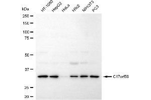 Western blotting analysis using c17orf58 antibody (ABIN7798076). (C17orf58 antibody)