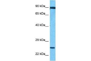 Host:  Rabbit  Target Name:  FEV  Sample Type:  721_B Whole Cell lysates  Antibody Dilution:  1. (FEV antibody  (C-Term))