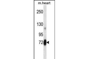 Mouse Plk2 Antibody (Center) (ABIN658003 and ABIN2846947) western blot analysis in mouse heart tissue lysates (35 μg/lane).