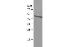Western Blotting (WB) image for Period Circadian Protein 2 (PER2) (AA 1031-1255) protein (His-IF2DI Tag) (ABIN7283490) (PER2 Protein (AA 1031-1255) (His-IF2DI Tag))