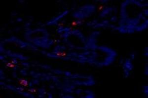 Immunofluorescent analysis of paraformaldehyde-fixed rat rectum using,FAM135B (ABIN7073910) at dilution of 1: 1000 (FAM135B antibody)