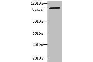 Western blot All lanes: GFM2 antibody at 3. (GFM2 antibody  (AA 520-779))