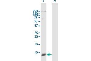 Western Blot analysis of DEFB111 expression in transfected 293T cell line by DEFB111 MaxPab polyclonal antibody.