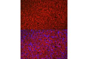 Immunofluorescence (IF) image for anti-Hydroxy-delta-5-Steroid Dehydrogenase, 3 beta- and Steroid delta-Isomerase 1 (HSD3B1) (AA 1-290) antibody (ABIN6142016)