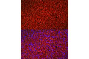 Immunofluorescence analysis of rat adrenal gland using HSD3B1 Rabbit pAb (ABIN6131041, ABIN6142016, ABIN6142017 and ABIN6224059) at dilution of 1:100 (40x lens).