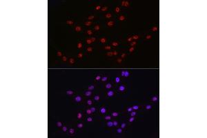 Immunofluorescence (IF) image for anti-DEAD (Asp-Glu-Ala-Asp) Box Polypeptide 39A (DDX39) (AA 178-427) antibody (ABIN6139489)