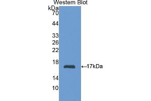 Detection of Recombinant HK1, Rat using Polyclonal Antibody to Hexokinase 1 (HK1) (Hexokinase 1 antibody  (AA 80-215))