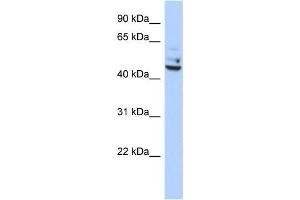 Western Blotting (WB) image for anti-Tumor Protein P53 Inducible Protein 13 (TP53I13) antibody (ABIN2459492) (TP53I13 antibody)