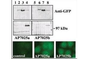 Upper panel, western blot analysis of GFP fusion protein expression in Panc-1 cells by using an anti-GFP antibody. (PRKD3 antibody  (AA 352-384))