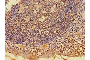Immunohistochemistry of paraffin-embedded human tonsil tissue using ABIN7162843 at dilution of 1:100