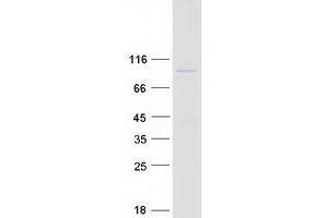 PHACTR2 Protein (Transcript Variant 1) (Myc-DYKDDDDK Tag)