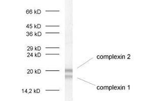 dilution: 1 : 1000, sample: crude synaptosomal fraction of rat brain (P2) (Complexin 1, 2 (AA 45-81) antibody)