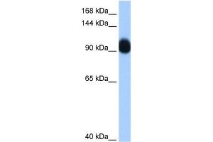 WB Suggested Anti-RNF10 Antibody Titration:  0. (RNF10 antibody  (C-Term))