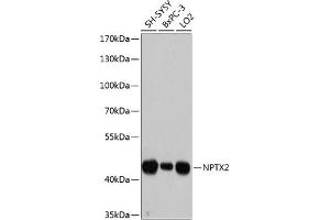 Western blot analysis of extracts of various cell lines, using NPTX2 antibody (ABIN6128350, ABIN6144791, ABIN6144792 and ABIN6215594) at 1:3000 dilution.