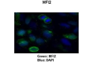 Sample Type: HeLa cells Primary Antibody Dilution: 1:50Secondary Antibody: Goat anti-rabbit-Alexa Fluor 488  Secondary Antibody Dilution: 1:000Color/Signal Descriptions: Green: MFI2Blue: DAPI  Gene Name: MFI2 Submitted by: COCOLA Cinzia, Stem Cell Biology and Cancer Research Unit (MFI2 antibody  (C-Term))
