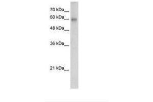 Rcor2 antibody  (AA 172-221)