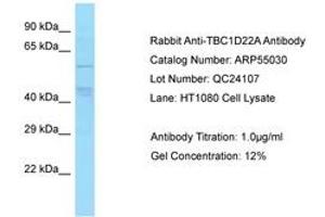Image no. 1 for anti-TBC1 Domain Family, Member 22A (TBC1D22A) (AA 230-279) antibody (ABIN6749933) (TBC1D22A antibody  (AA 230-279))