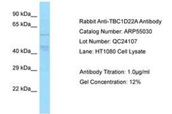 TBC1D22A Antikörper  (AA 230-279)