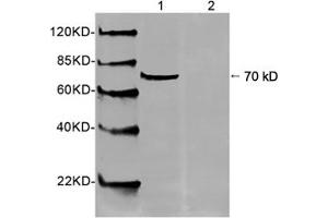 Western blot analysis of Hela cell lysate using 1 µg/mL Rabbit Anti-HSP70 Polyclonal Antibody (ABIN398775) Lane 1: Rabbit Anti-HSP70 Polyclonal AntibodyLane 2: Rabbit Anti-HSP70 Polyclonal Antibody pre-incubated with immunizing peptideThe signal was developed with IRDyeTM 800 Conjugated Goat Anti-Rabbit IgG (HSP70 antibody  (AA 80-130))