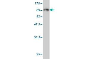 Western Blot detection against Immunogen (77 KDa) .