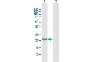 Western Blot analysis of GINS1 expression in transfected 293T cell line by GINS1 MaxPab polyclonal antibody. (GINS1 antibody  (AA 1-196))