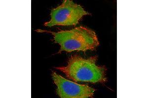 Immunofluorescent analysis of 4 % paraformaldehyde-fixed, 0. (Complement Factor H antibody  (AA 751-780))