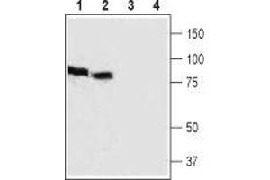 Western blot analysis of rat (lanes 1 and 3) and mouse (lanes 2 and 4) brain lysates: - 1,2. (HCN3 antibody  (2nd Extracellular Loop))