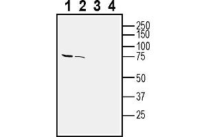 Western blot analysis of rat brain membranes (lanes 1 and 3) and mouse brain lysate (lanes 2 and 4):1-2.