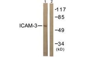 Western blot analysis of extracts from NIH-3T3 cells, treated with TNF-a 20ng/ml 5', using CD50/ICAM-3 (Ab-518) Antibody. (ICAM-3/CD50 antibody  (AA 484-533))