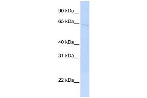 Western Blotting (WB) image for anti-rho GTPase Activating Protein 36 (ARHGAP36) antibody (ABIN2459573) (ARHGAP36 antibody)