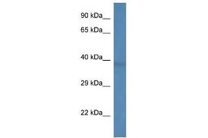 Western Blot showing B3galnt1 antibody used at a concentration of 1. (B3GALNT1 antibody  (C-Term))