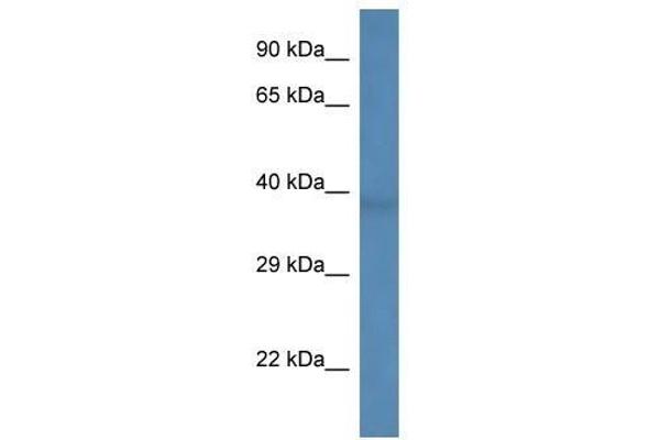 B3GALNT1 antibody  (C-Term)