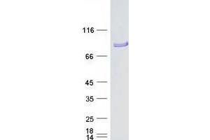 Validation with Western Blot (KIF9 Protein (Transcript Variant 2) (Myc-DYKDDDDK Tag))