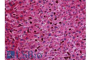 ABIN570933 (3. (Apolipoprotein M antibody  (Internal Region))