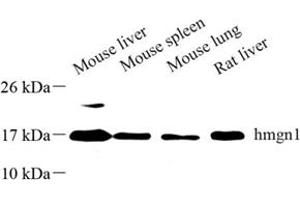 Western blot analysis of hmgn1 (ABIN7074222) at dilution of 1: 500 (HMGN1 antibody)
