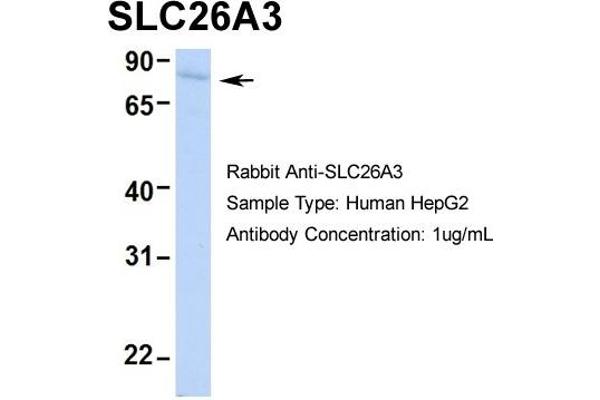 SLC26A3 antibody  (Middle Region)