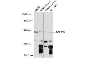 Western blot analysis of extracts of various cell lines, using POLR3B Antibody (ABIN6132503, ABIN6145938, ABIN6145939 and ABIN6216383) at 1:3000 dilution. (POLR3B antibody  (AA 680-900))