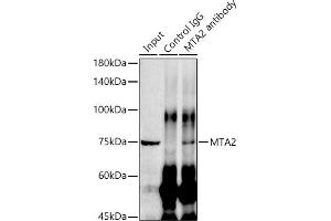 Immunoprecipitation analysis of 300 μg extracts of HeLa cells using 3 μg [KO Validated] MT antibody (ABIN1679683, ABIN7101713, ABIN7101714 and ABIN7101715). (MTA2 antibody)